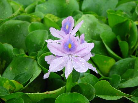 凤眼莲 水葫芦